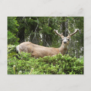 Yosemite Deer Nature Fotografy Postkarte