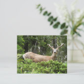 Yosemite Deer Nature Fotografy Postkarte (Stehend Vorderseite)