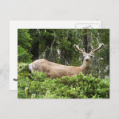 Yosemite Deer Nature Fotografy Postkarte (Vorne/Hinten)