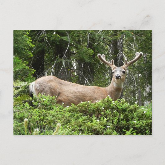 Yosemite Deer Nature Fotografy Postkarte (Vorderseite)