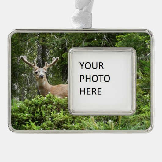 Yosemite Deer Nature Fotografy Rahmen-Ornament Silber (Vorderseite)