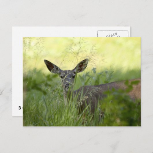 Yosemite Deer Postkarte (Vorne/Hinten)
