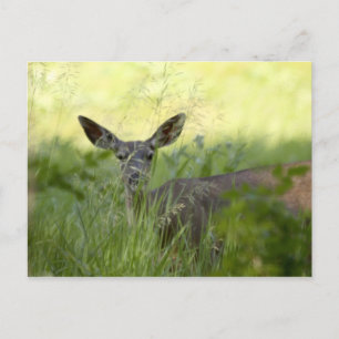 Yosemite Deer Postkarte