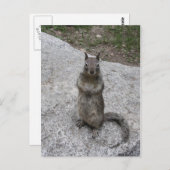 Yosemite Eichhörnchen Postkarte (Vorne/Hinten)