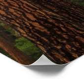 Yosemite fällt durch den Wald Poster (Ecke)