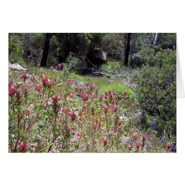 Yosemite in Springtime: Harlequin Lupine (Vorderseite (Horizontal))