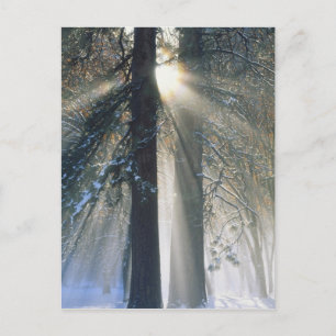 Yosemite National Park - Sonnenstrahlen fließen Postkarte