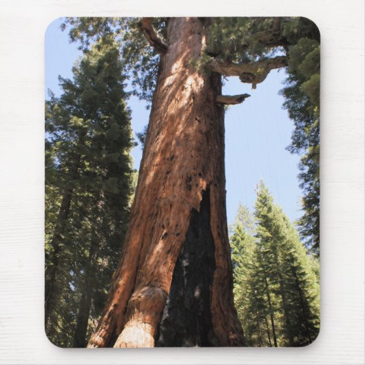 Yosemite Nationalpark Mammutbaum-Foto mousepad (Vorne)