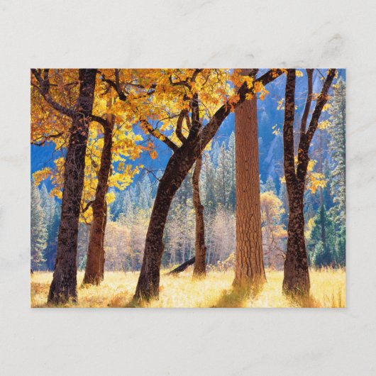 Yosemite-Nationalpark Postkarte (Vorderseite)