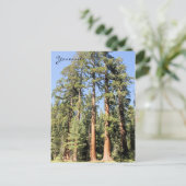 Yosemite Nationalpark Sequoia tree Foto Postkarte (Stehend Vorderseite)
