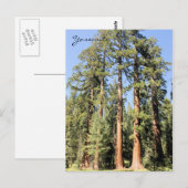 Yosemite Nationalpark Sequoia tree Foto Postkarte (Vorne/Hinten)
