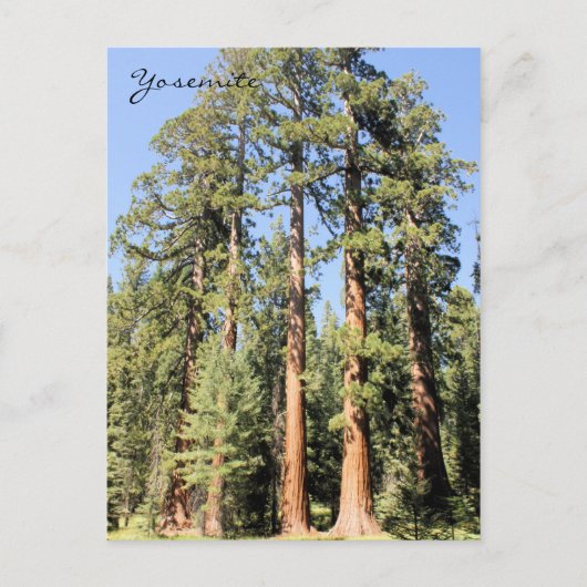 Yosemite Nationalpark Sequoia tree Foto Postkarte (Vorderseite)