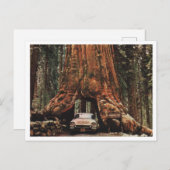 Yosemite NP, Wawona Tree, 1959 Vintag Inspiriert Postkarte (Vorne/Hinten)