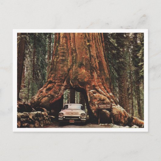 Yosemite NP, Wawona Tree, 1959 Vintag Inspiriert Postkarte (Vorderseite)