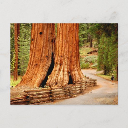 Yosemite-Rotholzbäume Postkarte (Vorderseite)