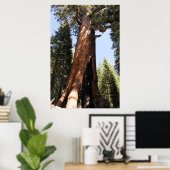 Yosemite-Sequoia-Foto-Poster Poster (Heimbüro)