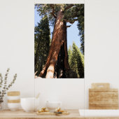 Yosemite-Sequoia-Foto-Poster Poster (Küche)