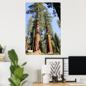 Yosemite Sequoias Poster (Heimbüro)