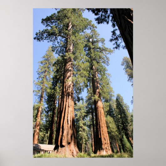 Yosemite Sequoias Poster (Vorne)