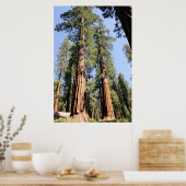 Yosemite Sequoias Poster (Küche)