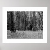 Yosemite Valley Forest Poster (Vorne)