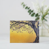 Yoshida Toshi Cherry Blossoms Postkarte (Stehend Vorderseite)