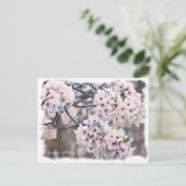 Yoshino Cherry ポストカード Postkarte (Stehend Vorderseite)