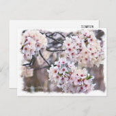 Yoshino Cherry ポストカード Postkarte (Vorne/Hinten)
