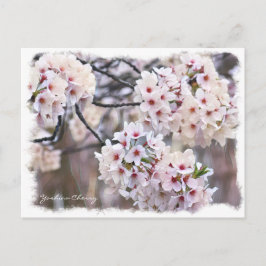 Yoshino Cherry ポストカード Postkarte