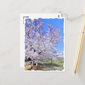 Yoshino Cherry ポストカード Postkarte