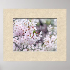Yoshino Cherry ポ ス タ Poster