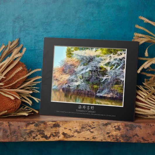 Yoshino Cherry Fotoplatte (Seite)