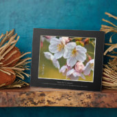 Yoshino Cherry Fotoplatte (Seite)