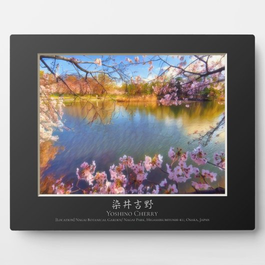 Yoshino Cherry Fotoplatte (Vorderseite)