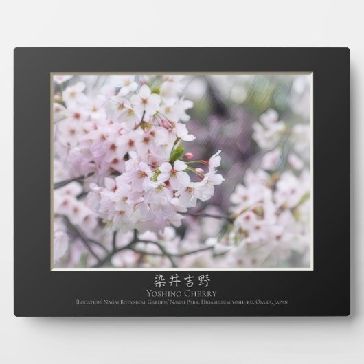 Yoshino Cherry Fotoplatte (Vorderseite)
