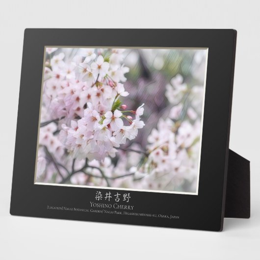 Yoshino Cherry Fotoplatte (Seite)