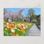 Yoshino Cherry & Iceland Poppy Postkarte (Vorderseite)