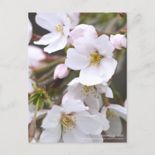Yoshino Cherry: Postcard Postkarte