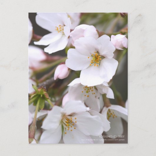 Yoshino Cherry: Postcard Postkarte (Vorderseite)