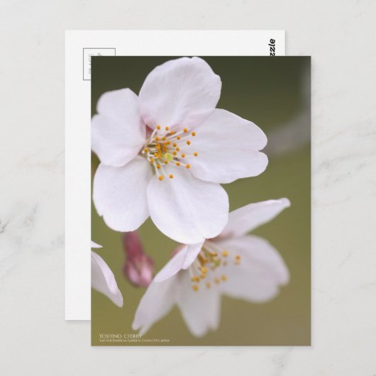 Yoshino Cherry: Postcard Postkarte (Vorne/Hinten)