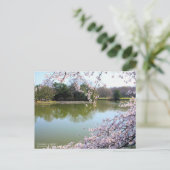 Yoshino Cherry: Postcard Postkarte (Stehend Vorderseite)