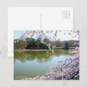 Yoshino Cherry: Postcard Postkarte (Vorne/Hinten)
