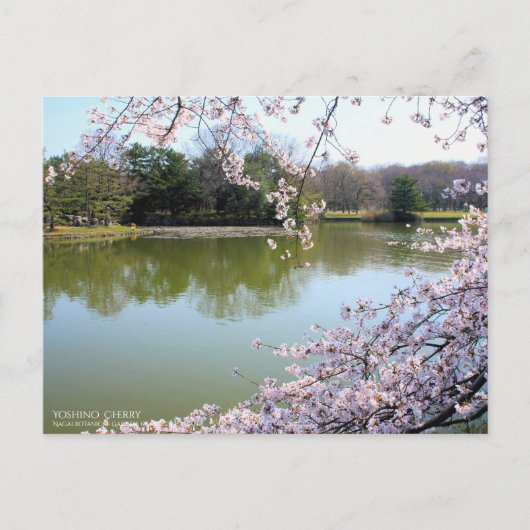 Yoshino Cherry: Postcard Postkarte (Vorderseite)