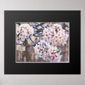 Yoshino Cherry Poster (Vorne)