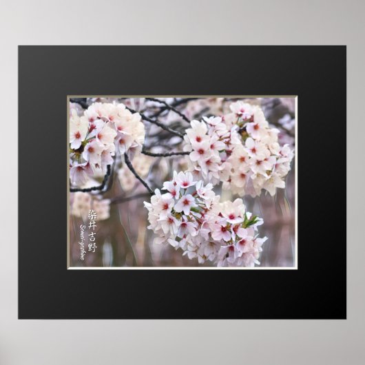 Yoshino Cherry Poster (Vorne)