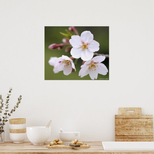 Yoshino Cherry: Poster (Küche)