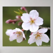 Yoshino Cherry: Poster (Vorne)