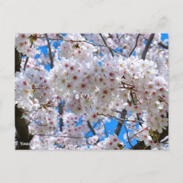 Yoshino Cherry Postkarte