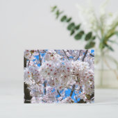 Yoshino Cherry Postkarte (Stehend Vorderseite)