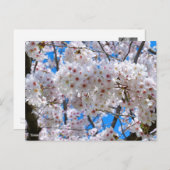 Yoshino Cherry Postkarte (Vorne/Hinten)